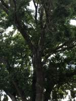 137CBFC5-B39D-4EC5-BACA-0A3B363661BD